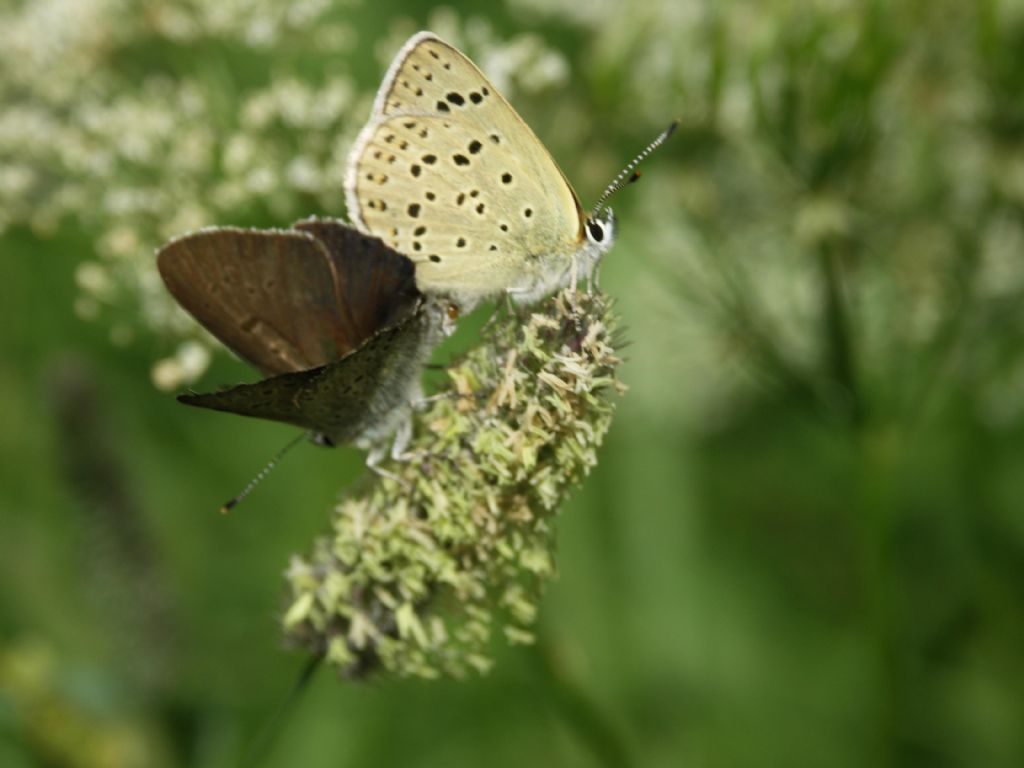 M e F  : foto di coppia